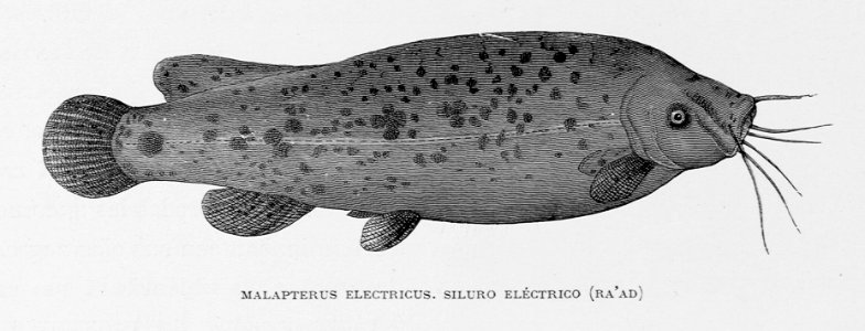 "Malapterus Electricus. Siluro eléctrico"