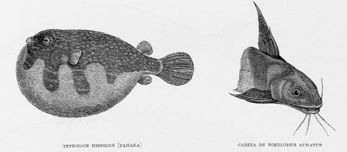 Tetrodon Hispidus, Cabeza de Pimelodus Auratus