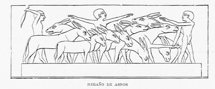 "Rebaño de asnos"