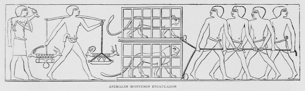 "Animales monteses enjaulados"