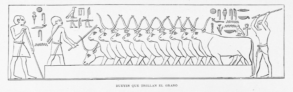 "Bueyes que trillan el grano"