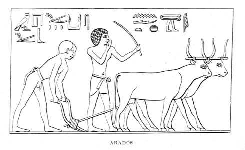"Arados"