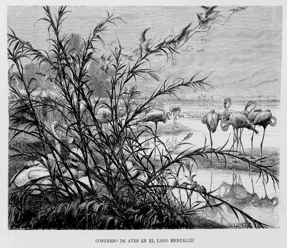 "Congreso de Aves en el lago Menzaleh"
