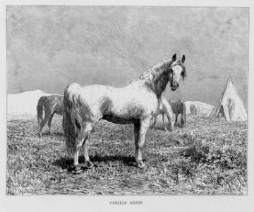 "Caballo árabe"