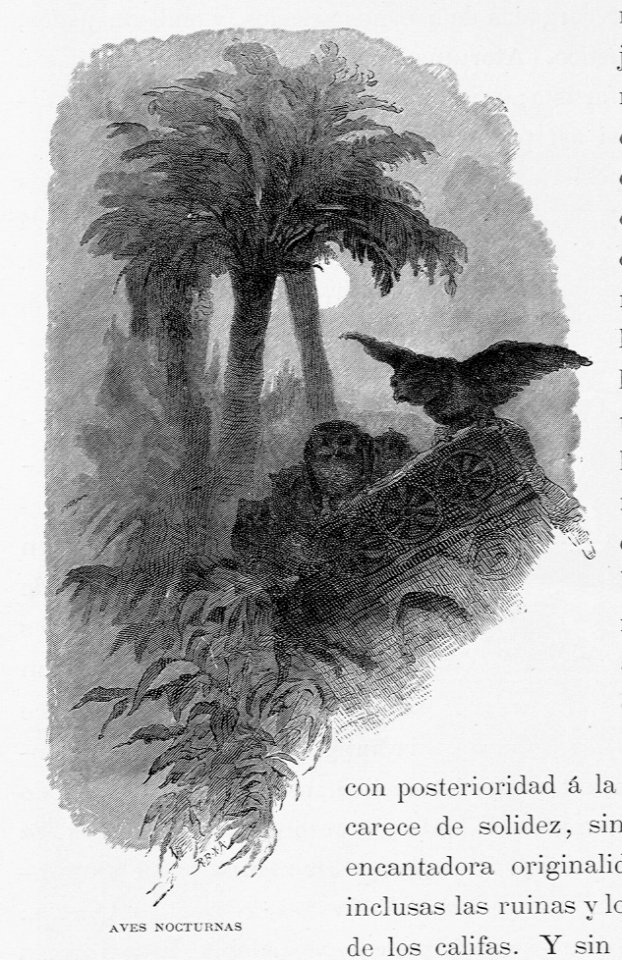 "Aves nocturnas"