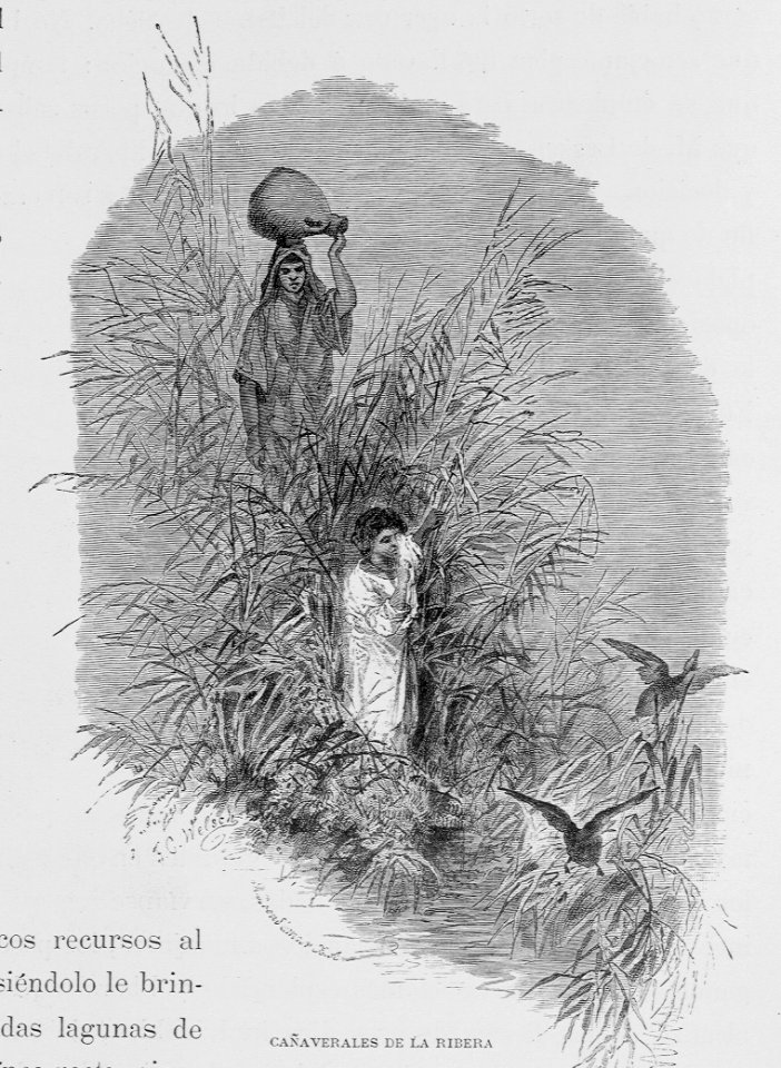 "Cañaverales de la ribera"