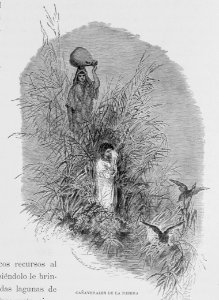 "Cañaverales de la ribera"