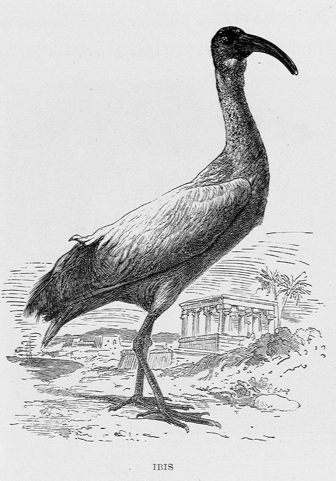 "Ibis"