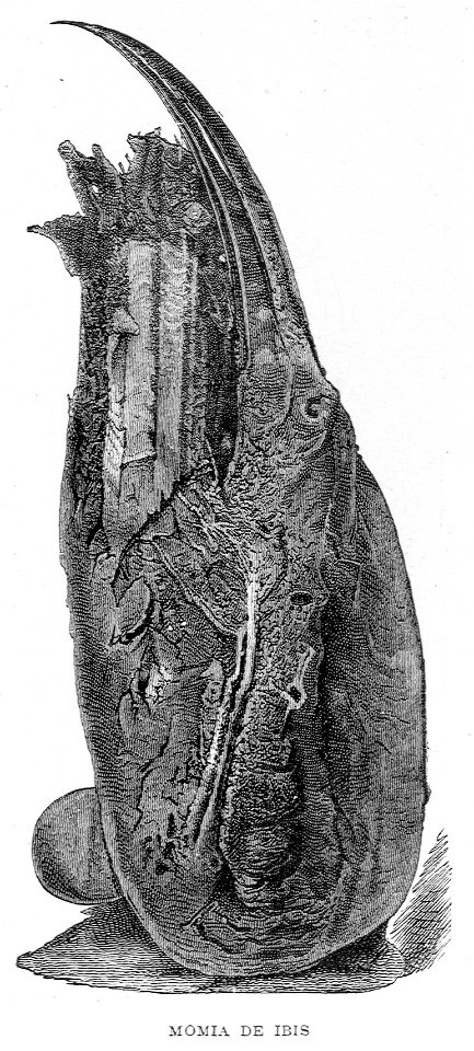 "Momia de Ibis"