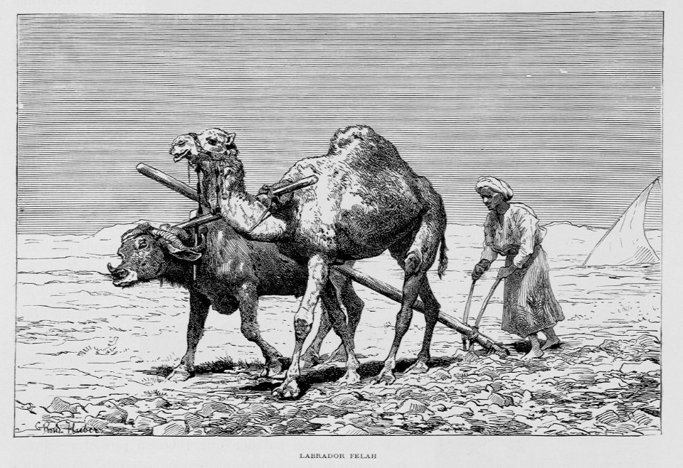 "Labrador Felah"