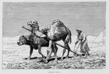"Labrador Felah"