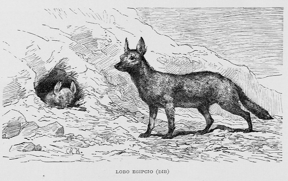 "Lobo egipcio (Dib)"