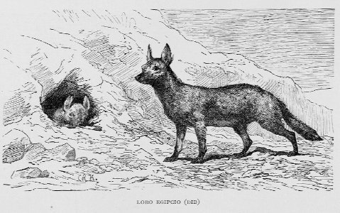 "Lobo egipcio (Dib)"