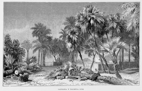 "Datilera y palmera Dum"