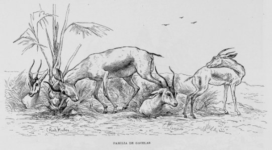 "Familia de Gacelas"