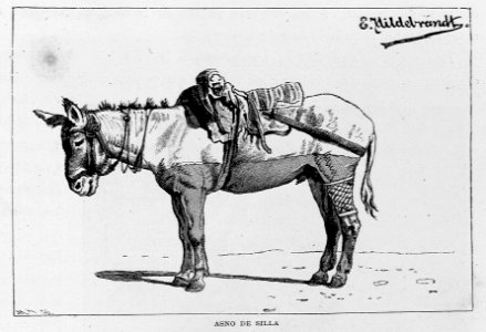 "Asno de silla"