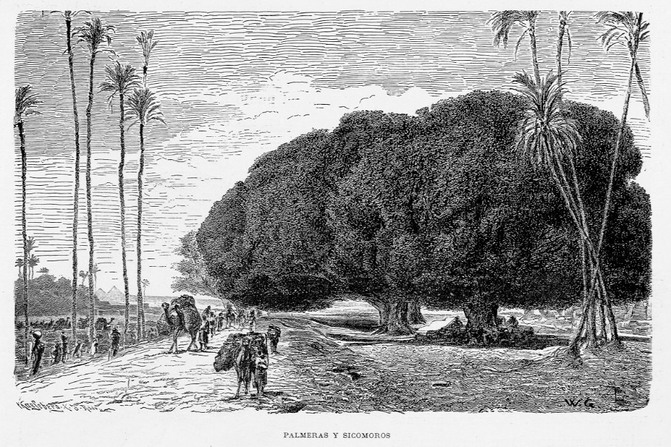 "Palmeras y sicomoros"