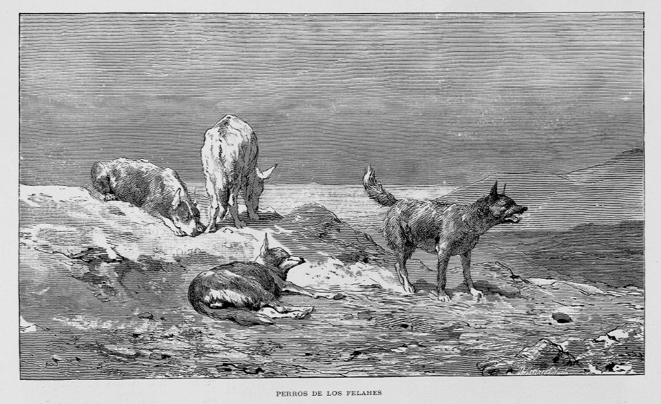 "Perros de los Felahes"