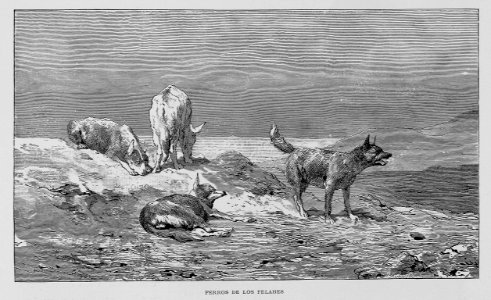 "Perros de los Felahes"