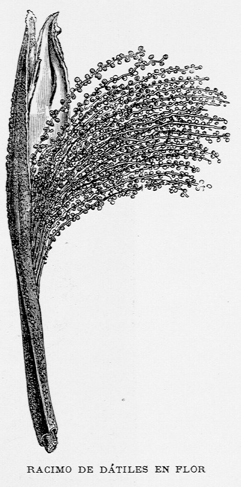 "Racimo de dátiles en Flor"