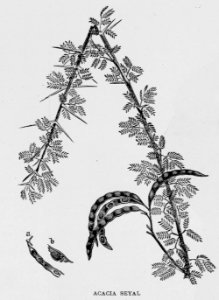 "Acacia Seyal"