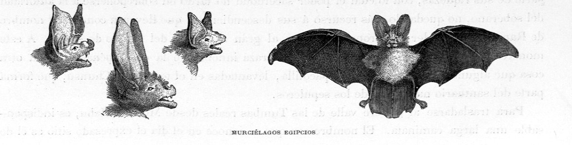 "Murciélagos egipcios"