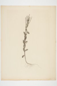 Epilobium billardierianum (48753098052)