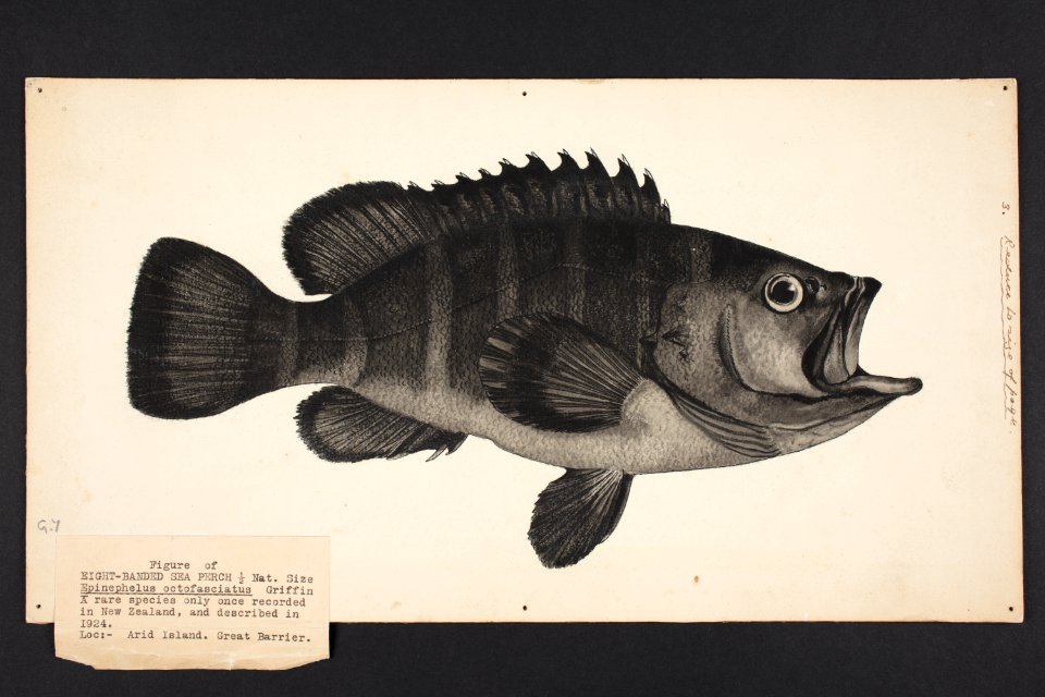 Epinephelus octofasciatus n. sp. Griffin 1924. (48753242067)