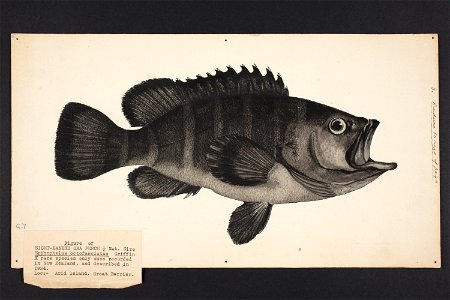 Epinephelus octofasciatus n. sp. Griffin 1924. (48753242067)