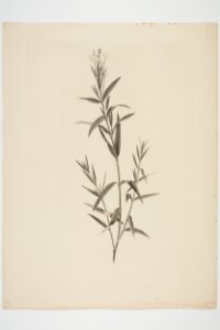 Epilobium pallidiflorum (48753666256)