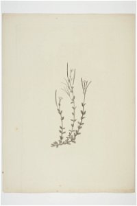 Epilobium glabellum (48753334641)