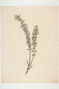 Euphrasis (sic) Euphrasia cuneata (48752931386)