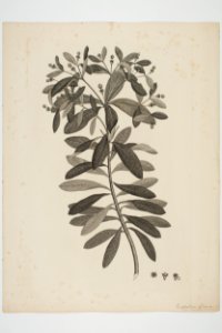 Euphorbia glauca (48752804056)