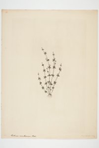 Galium propinquum (48752816811)
