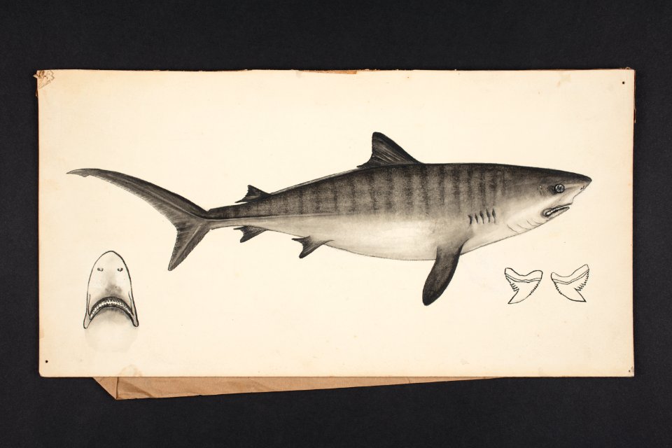Galeocerdo articus, Mull & Henle. (48753083996)