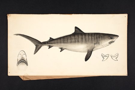 Galeocerdo articus, Mull & Henle. (48753083996)