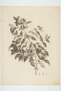 Geniostoma rupestre (48752859961)