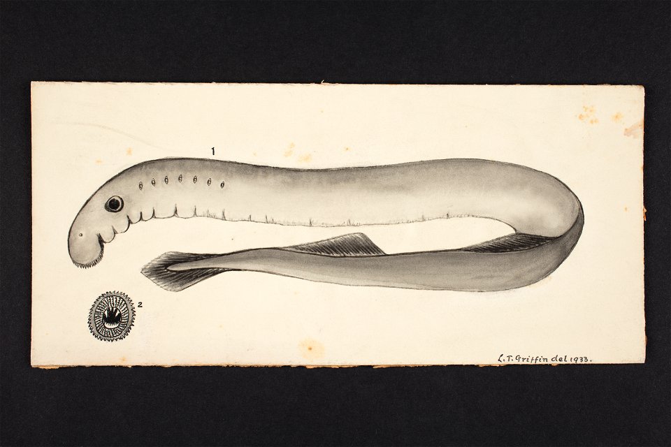 Giotria australis Gray. (48752579932)