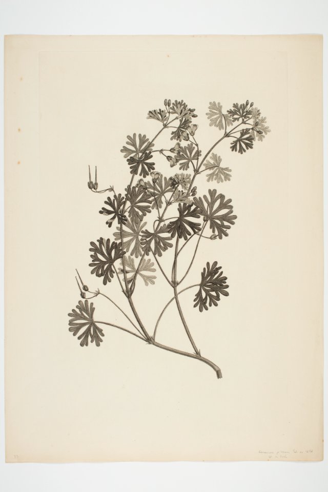 Geranium solanderi (48752409693)