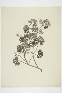 Geranium solanderi (48752409693)