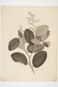 Griselinia lucida (48753069246)