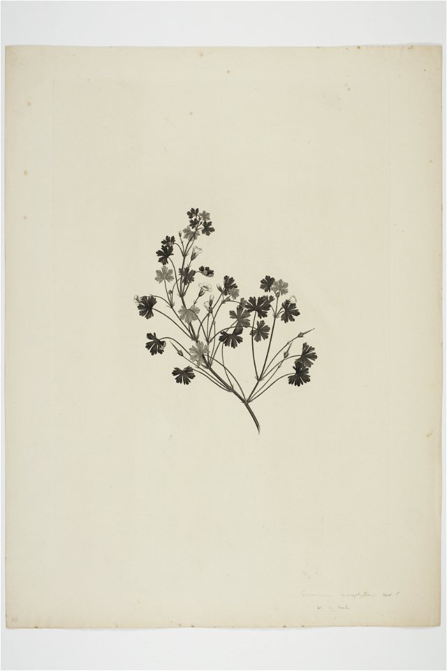 Geranium potentilloides (48753090127)
