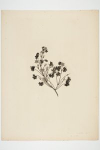 Geranium potentilloides (48753090127)