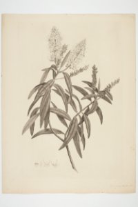 Hebe macrocarpa (48753000286)
