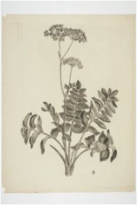 Gingidium montanum (48753366572)