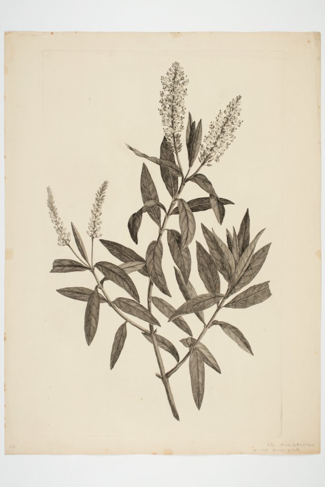 Hebe salicifolia (48752848632)