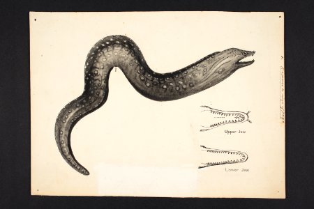 Gymnothorax prionodon Ogilby. (48753531322)