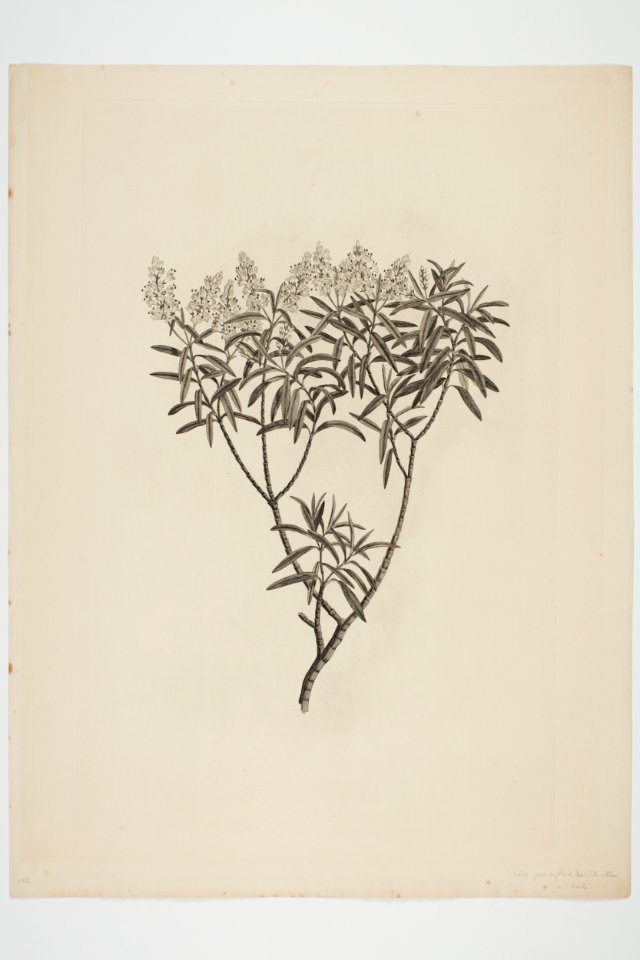 Hebe parviflora (48753435061)