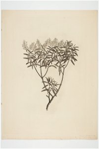 Hebe parviflora (48753435061)
