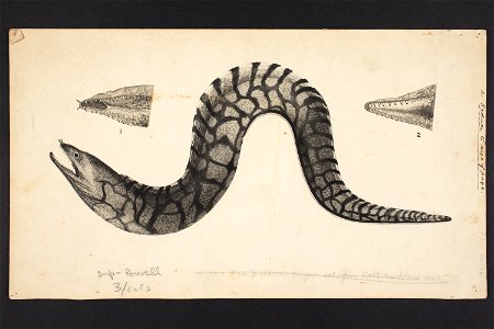 Gymnothorax ramosus n. sp. (48752613363)